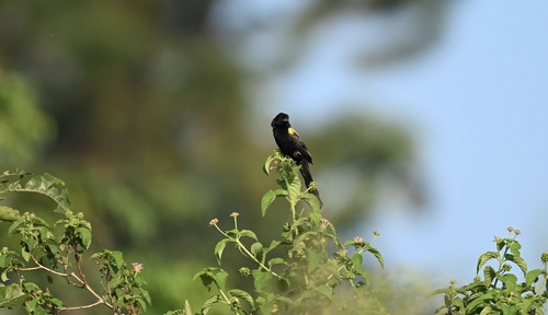 Yellow-mantled Widowbird
