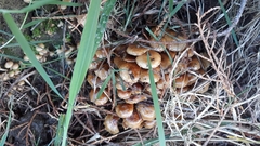 Pholiota subflammans