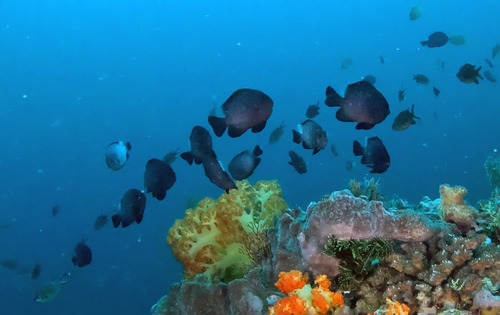 Dascyllus trimaculatus