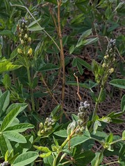Sophoreae