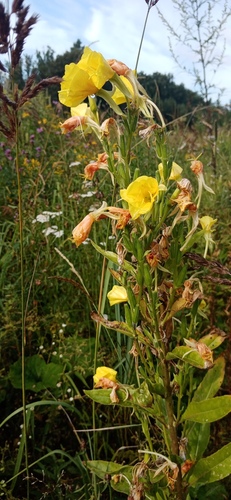 Наблюдение на iNaturalist