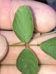 Desmodium rhytidophyllum