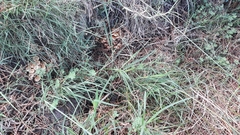 Pholiota subflammans