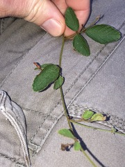 Desmodium rhytidophyllum