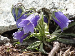 Campanula alpina