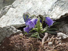 Campanula alpina