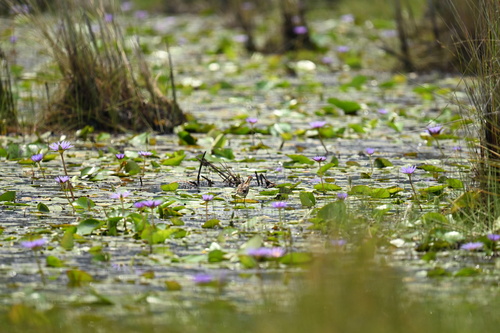iNaturalist image