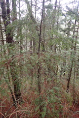 Tsuga chinensis
