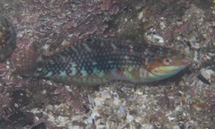 Halichoeres margaritaceus