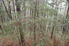 Tsuga chinensis
