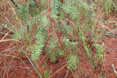 Tsuga chinensis