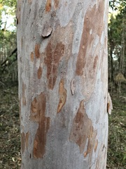Angophora leiocarpa