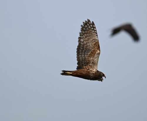 iNaturalist image