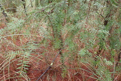 Tsuga chinensis