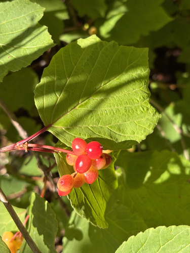 squashberry