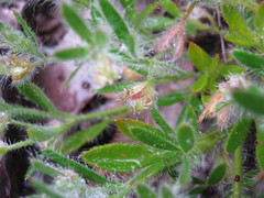 Xanthosia huegelii