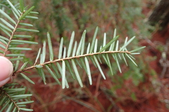 Tsuga chinensis
