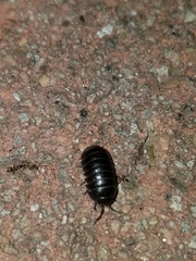 Armadillidium vulgare
