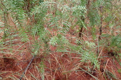 Tsuga chinensis