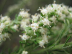 Olearia tubuliflora