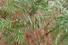 Tsuga chinensis