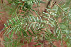 Tsuga chinensis