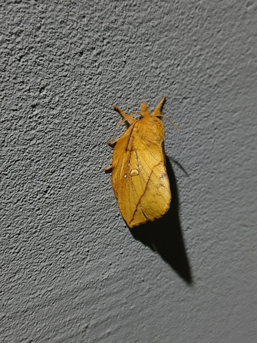Drinker Moth