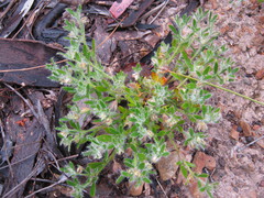 Xanthosia huegelii