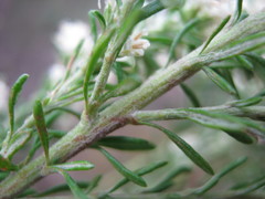 Olearia tubuliflora