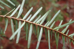 Tsuga chinensis