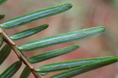 Tsuga chinensis