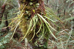 Lepisorus monilisorus