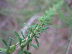 Olearia tubuliflora