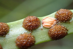 Lepisorus monilisorus