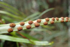 Lepisorus monilisorus