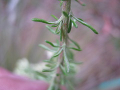 Olearia tubuliflora