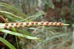 Lepisorus monilisorus