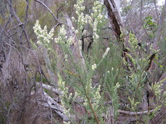 Olearia tubuliflora