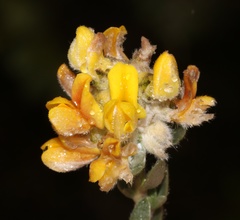 Aspalathus altissima