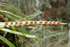 Lepisorus monilisorus