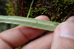 Lepisorus monilisorus