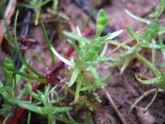 Olearia tubuliflora