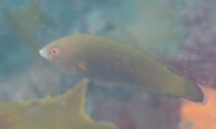 Anampses geographicus