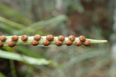 Lepisorus monilisorus