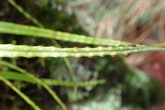 Lepisorus monilisorus