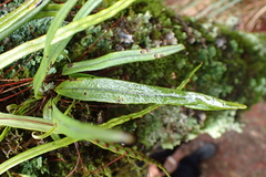 Lepisorus monilisorus