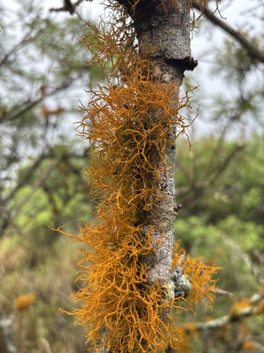 Teloschistes flavicans observed 2026-08-04