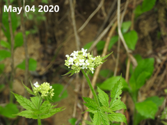 Cardamine leucantha
