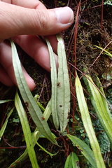 Lepisorus monilisorus