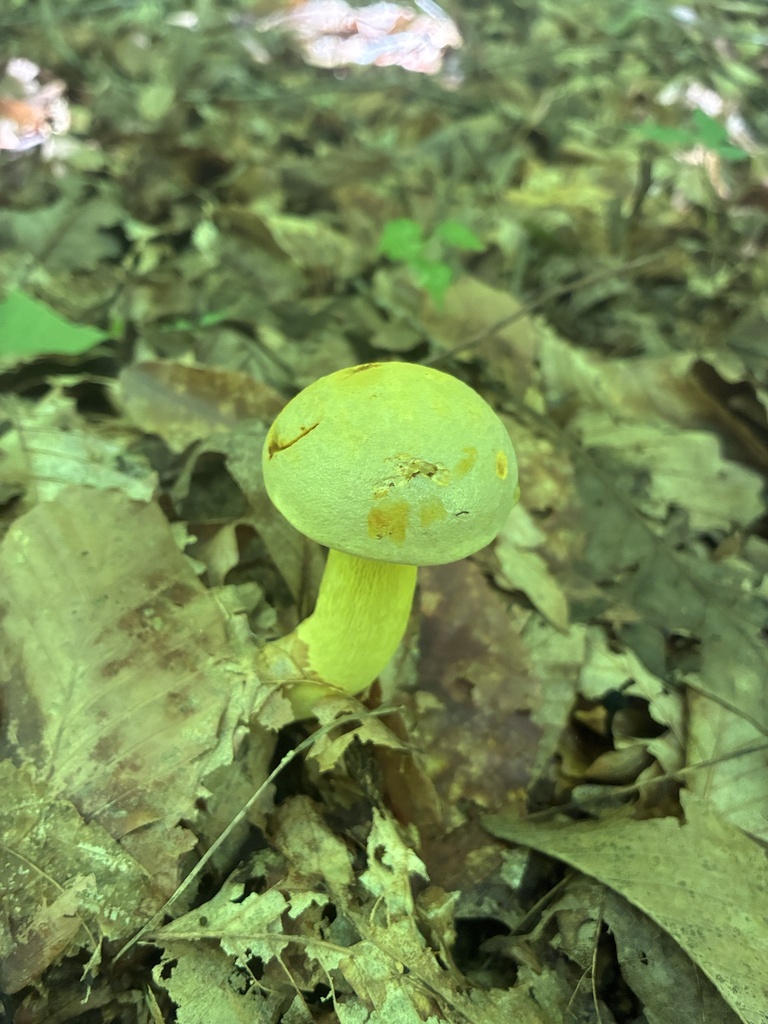 Ornate-stalked bolete